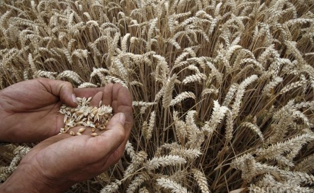 ФАО чака повишаване на производството на зърно