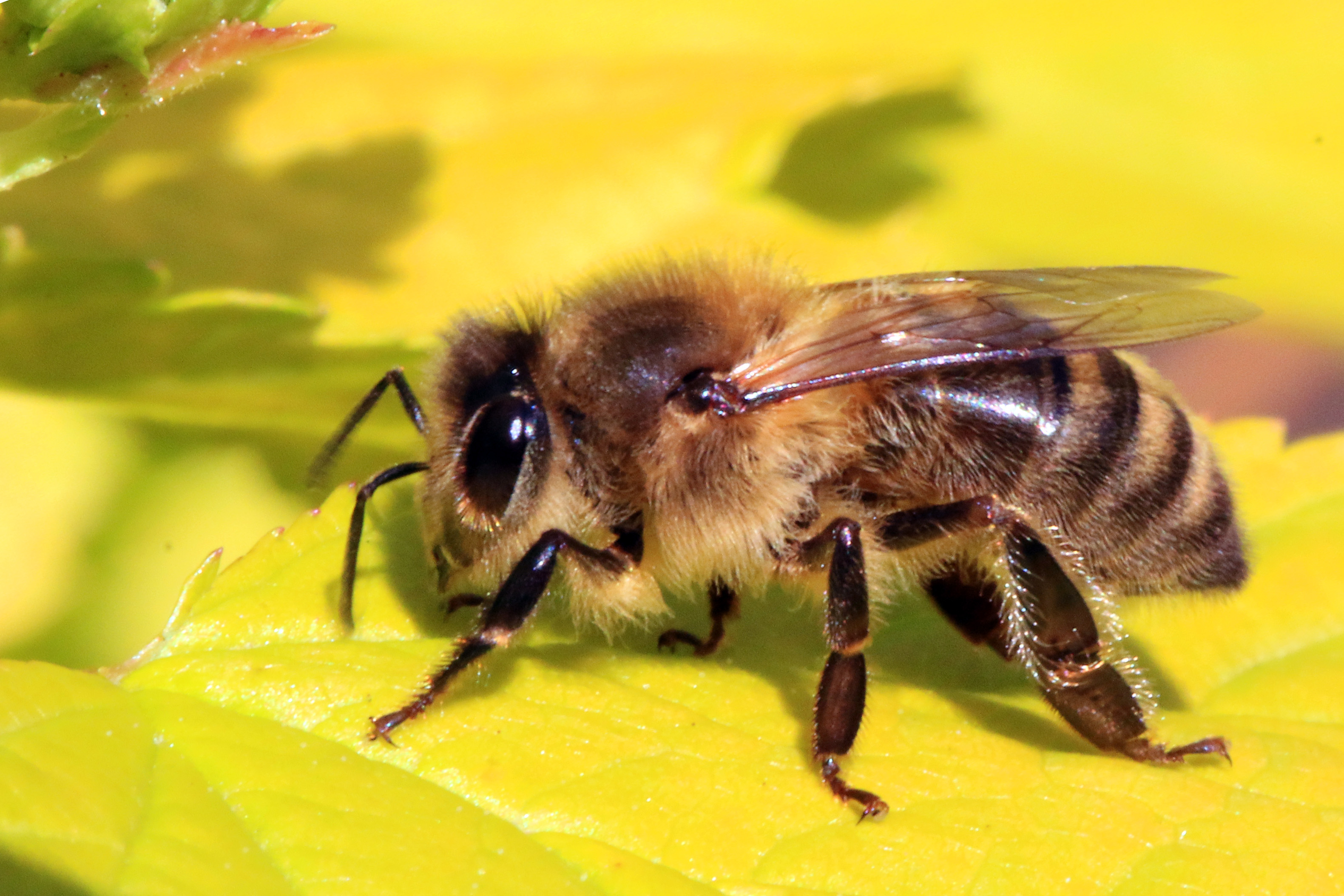 От 17 декември пчеларите кандидатстват за помощ