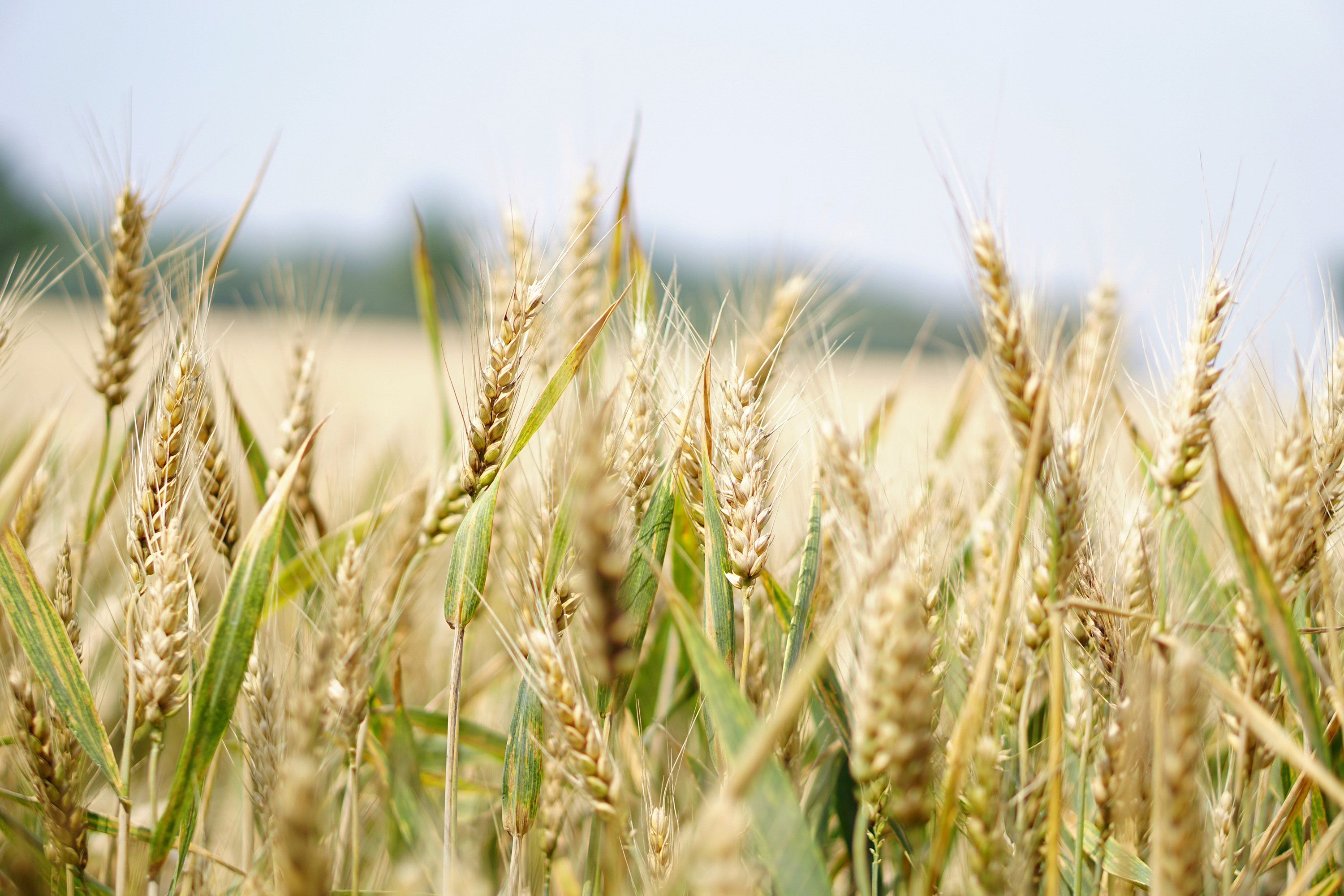 Учените съветват: Внимавайте с разораването на пшеницата
