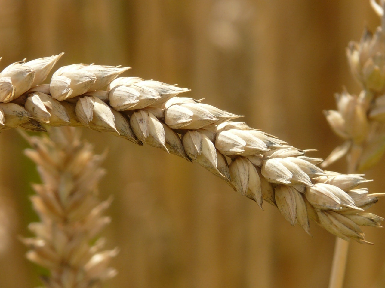 Трусове на пазара: Изкупните цени на пшеницата паднаха с 18%