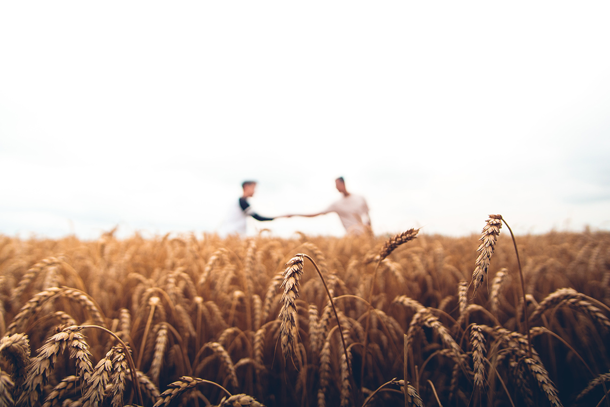 Български сортове пшеница дават отлични добиви – 1 020 кг/декар