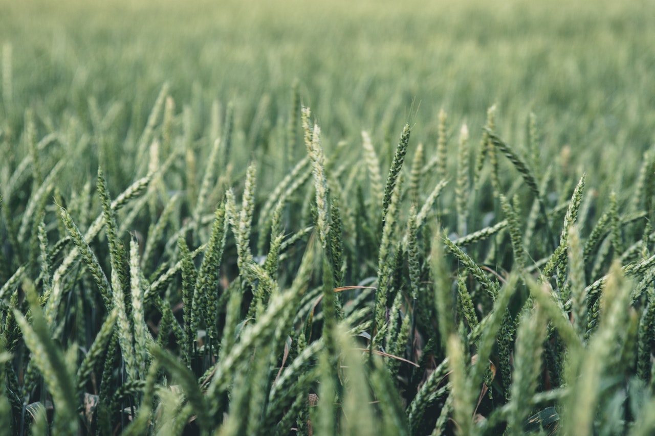 Румъния остава лидер в износа на мека пшеница