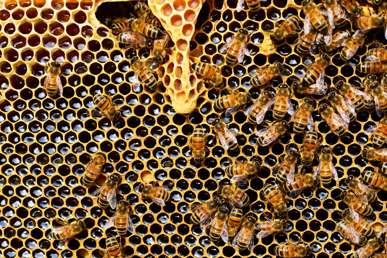 Българският мед държи една от най-ниските цени