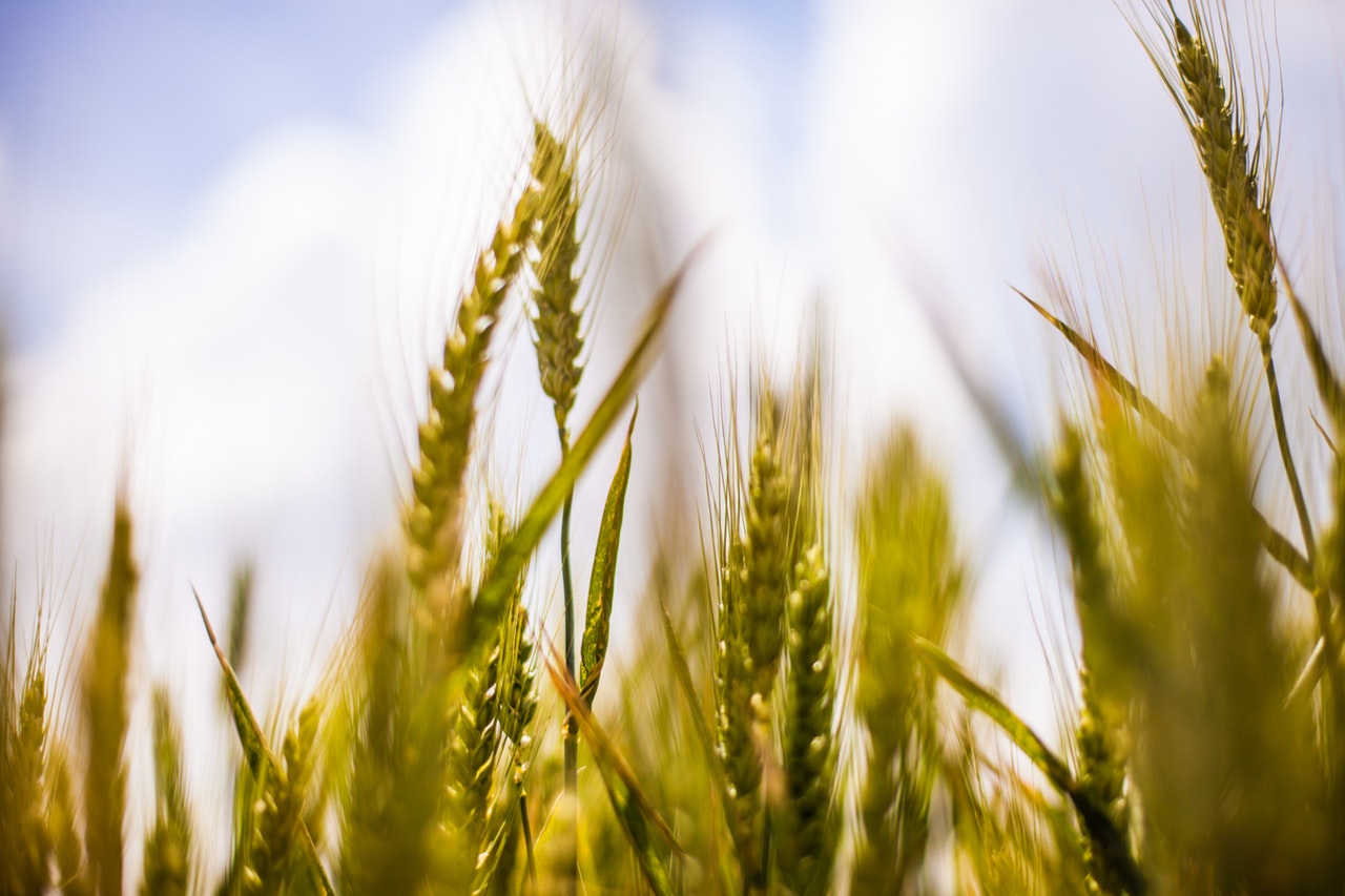 България се нарежда на 11-о място в света по износ на пшеница