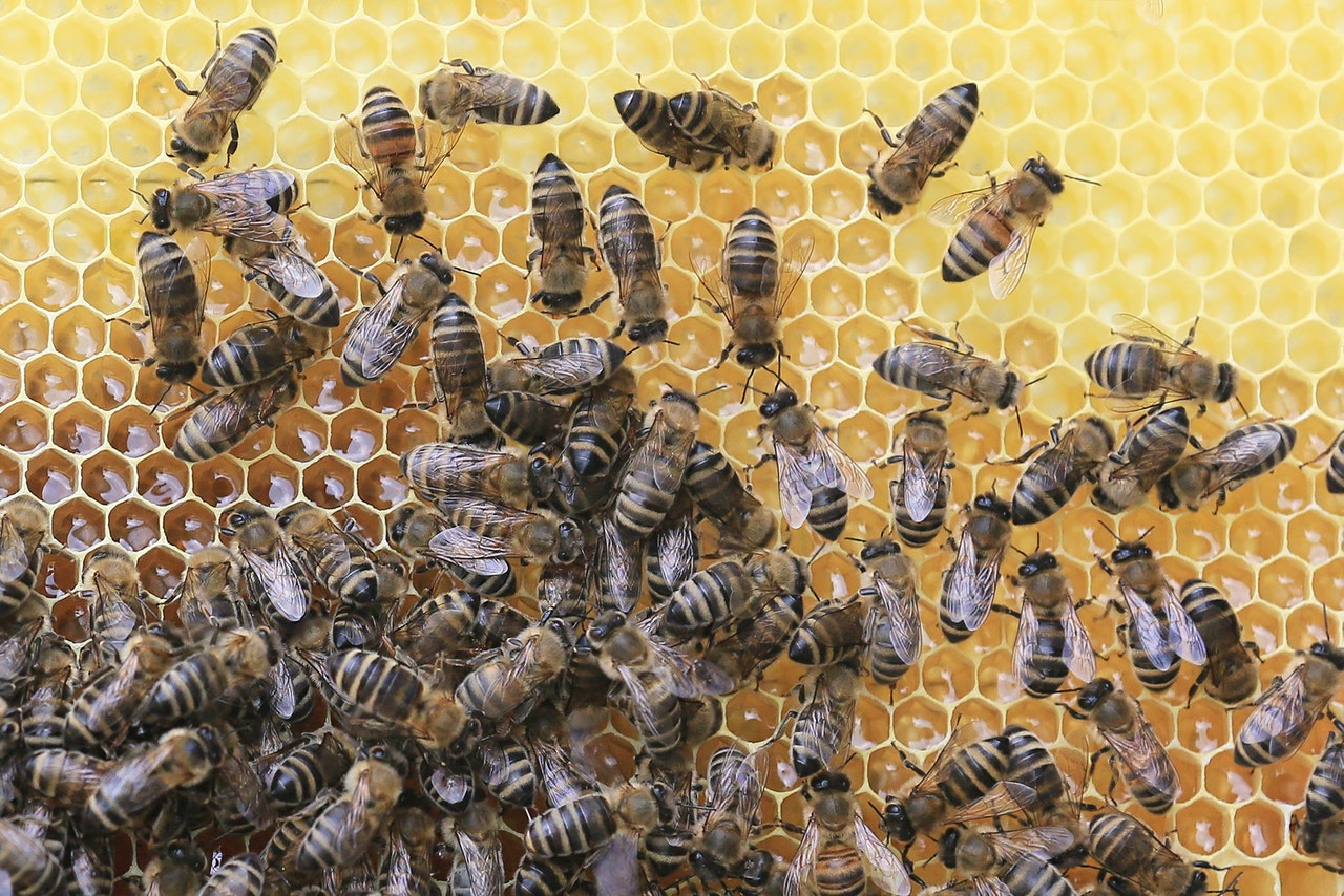 Защо европейската помощ за пчелите ни е толкова малка?