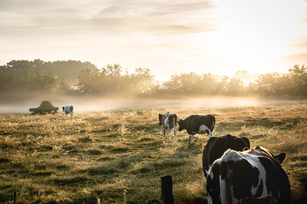Как честотата на хранене подобрява здравето на кравите?