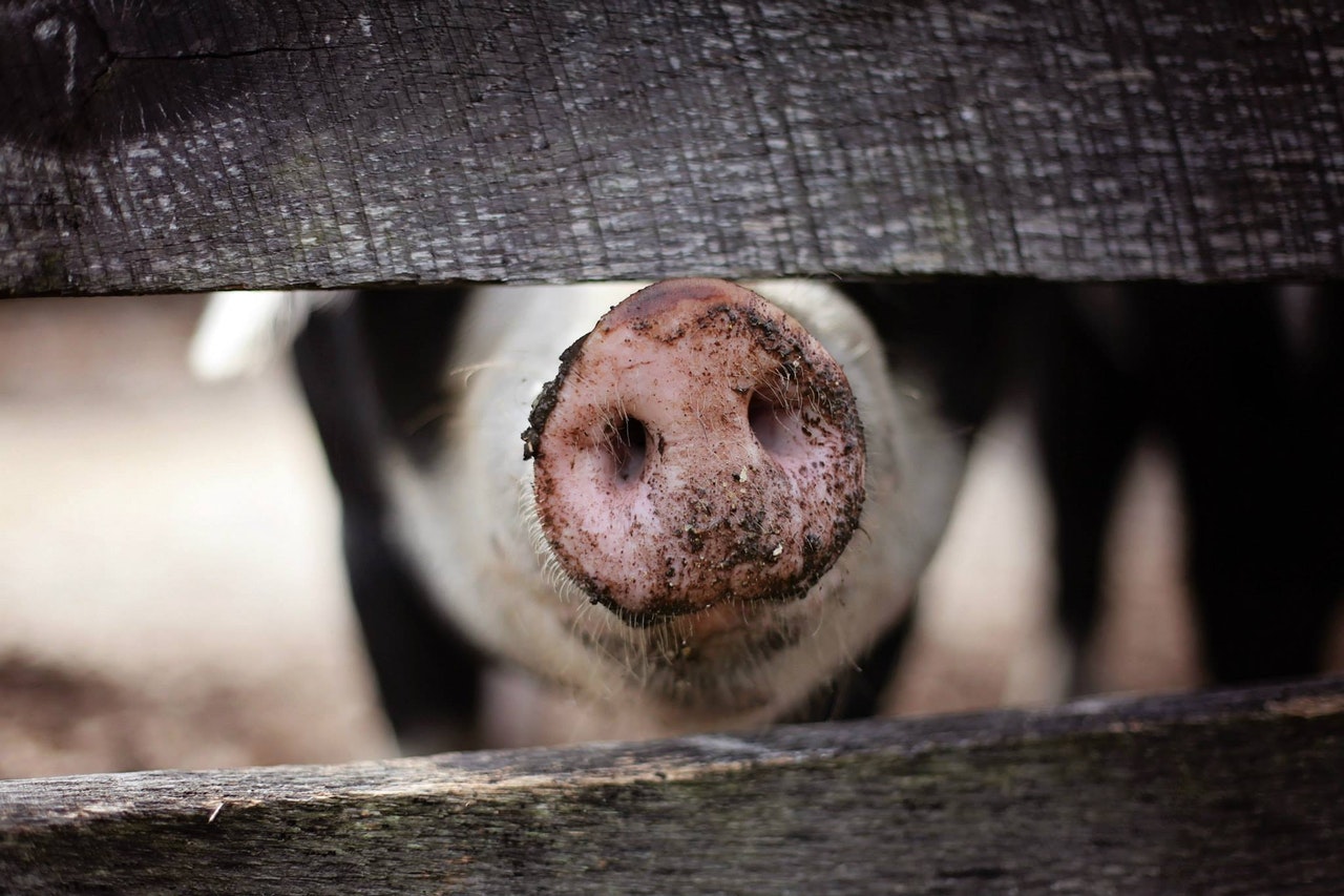 Агенцията по храните: Свинското на пазара е чисто от зарази