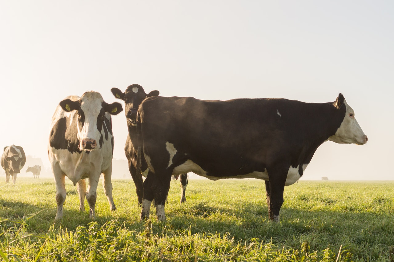 Подкрепят животновъди с 2 млн. лева за инвестиции в доилна техника
