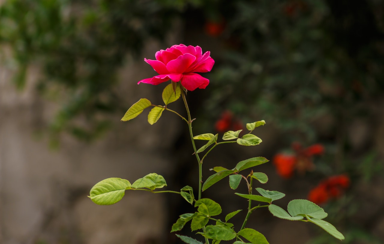 Маслодайната роза влиза в обхвата на подпомагане по програмата за борба с вредителите