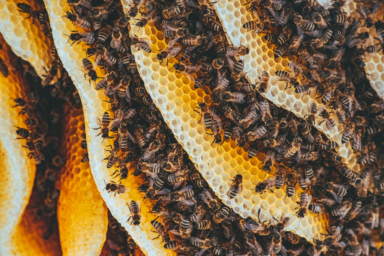 Броят на пчелите и птиците в Разградско расте