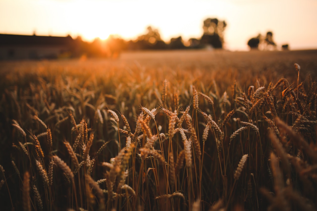 Прогноза: Рекордна зърнена реколта през новия сезон