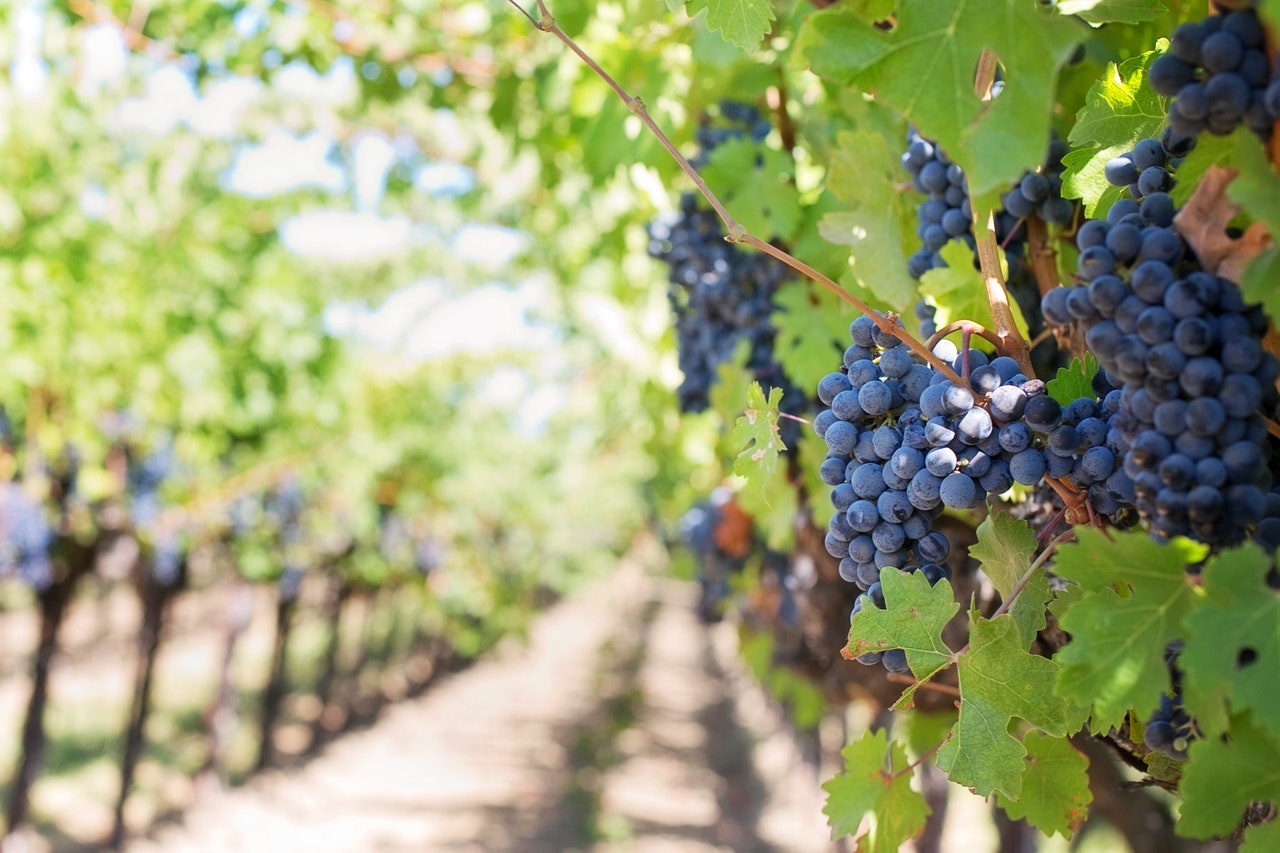 Мярката за застраховане на грозде: Приемът тръгва на 4 май