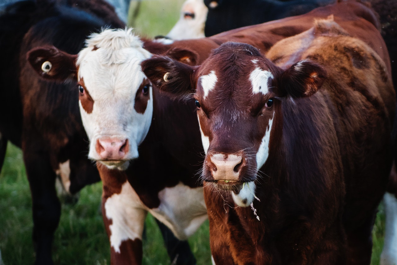 Създава се Съвет по месо и мляко към аграрното министерство